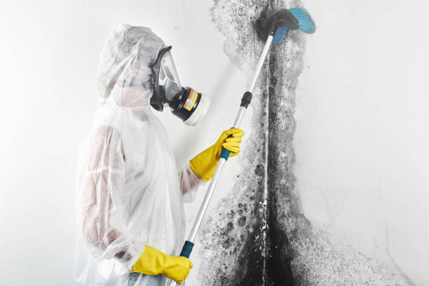 Best Black Mold Removal  in St Peters, MO