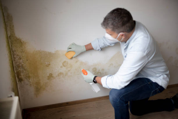 Best Post-Remediation Verification Testing  in St Peters, MO