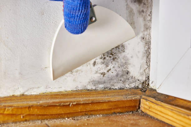 Best Commercial Mold Inspection  in St Peters, MO