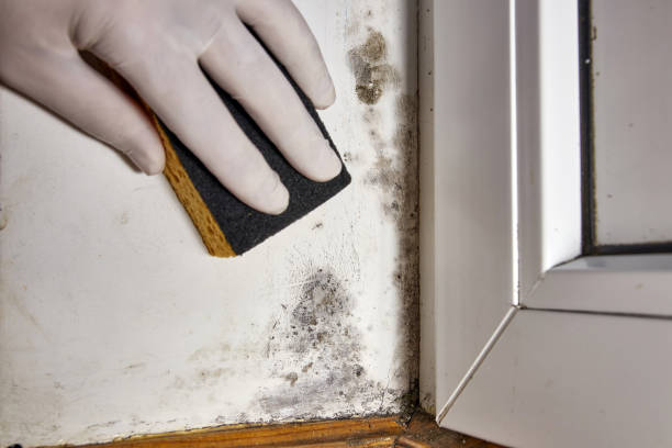 Mold Remediation for Rental Properties in St Peters, MO